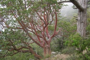 Бесстыдница дерево