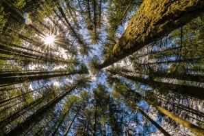 Деревья снизу вверх