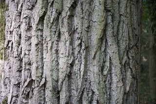 Ясень дерево кора