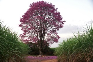 Тунговое дерево в Абхазии