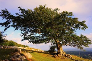 Чинарь дерево на Кавказе