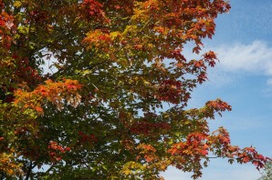 Клен кавказский