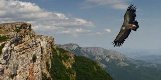Орел в горах Дагестана