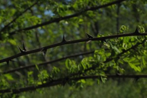 Плодовое дерево с шипами на ветках