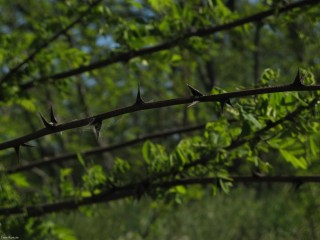 Плодовое дерево с шипами на ветках