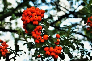 Дерево с оранжевыми ягодами