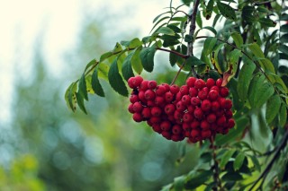 Дерево с красными плодами