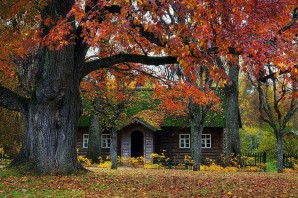 Пушкинский дуб