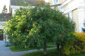 Рябина карликовая плакучая