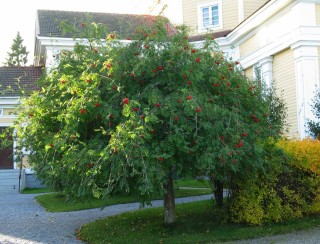 Рябина карликовая плакучая