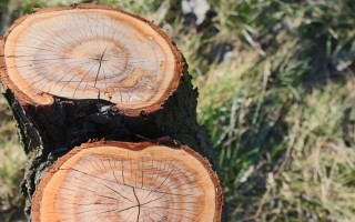 Спил тополя