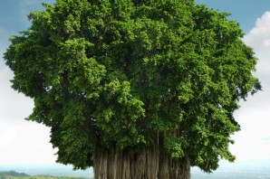 Индийский дуб