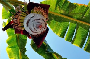 Цветущая банановая Пальма