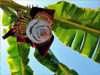 Цветущая банановая Пальма