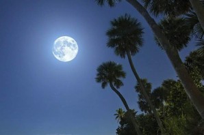 Луна и пальмы