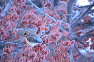 Зимние птицы России