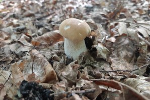 Опасный гриб двойник белого гриба