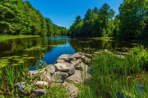 Красивая летняя природа