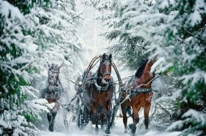 Лошадь с санями зимой