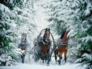 Лошадь с санями зимой