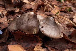 Осенние грибы рядовки