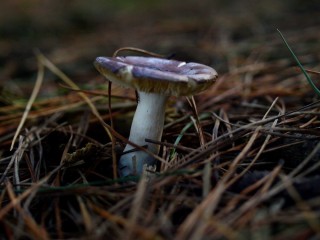 Съедобные грибы Беларуси