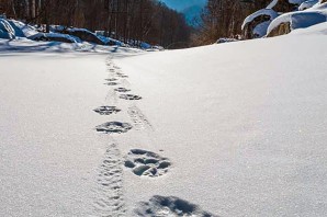 Следы тигра на снегу