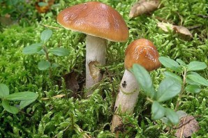 Съедобные грибы Калужской области