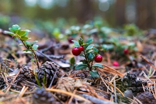 Брусника ягода в лесу