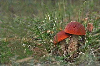 Съедобные грибы Кировской области