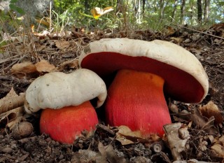 Ядовитые грибы сатанинский гриб
