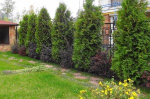 Туи вдоль забора