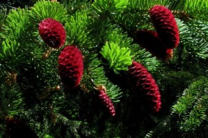 Елка с красными шишками