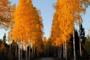 Береза осенью