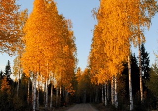 Береза осенью