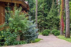 Сосны на участке дизайн