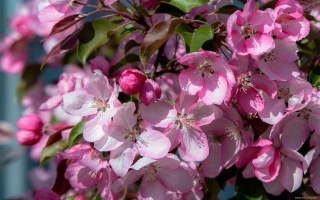 Яблоня с розовыми цветами