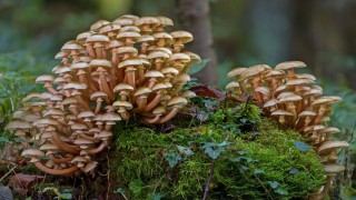 Опята на зиму