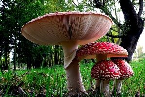 Грибы виды несъедобных грибов