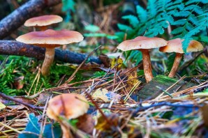 Съедобные грибы в Сосновом лесу