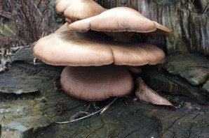 Съедобные грибы растущие на пнях