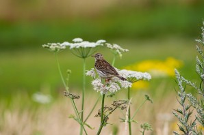 Жаворонки весной