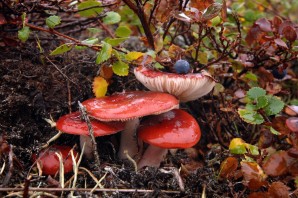 Съедобные грибы Ямала