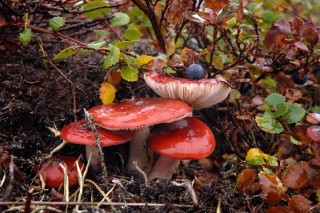 Съедобные грибы Ямала