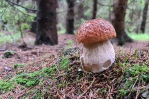 Съедобные грибы Орловской области