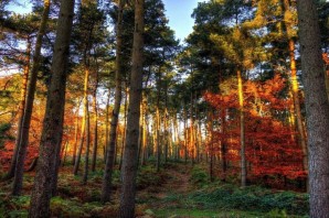 Осень в Сосновом лесу