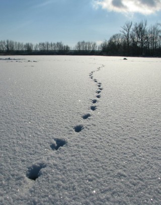 Следы зайца на снегу