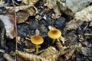 Съедобные грибы Краснодарского края
