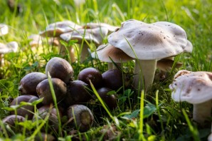 Луговые грибы