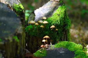 Пеньки с грибами
